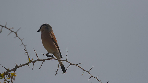 Red-backed Shrike, Cape Greco 2014