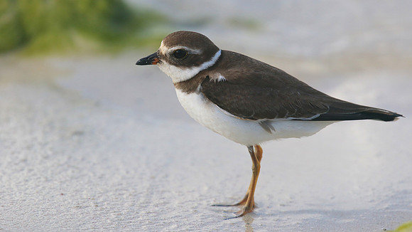 Semipalmated Plover, Arashi Beach, Aruba, November 2015