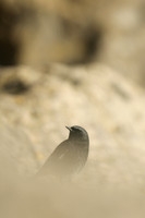 Black Redstart, Seaton, January 2020