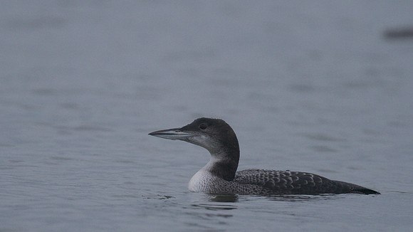 Great-nothern Diver, Chew Valley Lake, December 2014