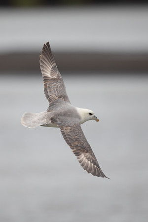 Fulmar, Iceland, June 2022