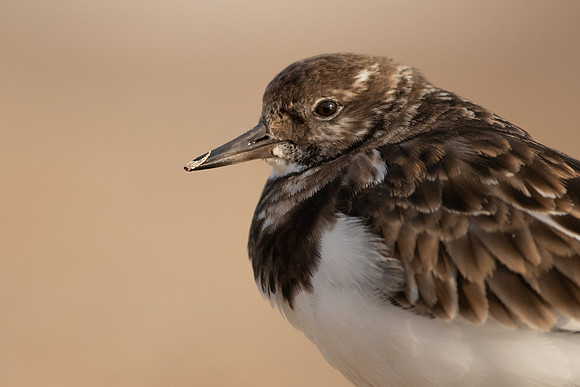 Turnstone, Lyme Regis, March 2022
