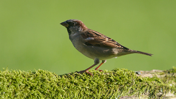 House Sparrow, Tockington, October 2014