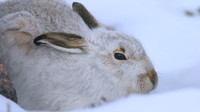 Mountain Hare, Cairngorms, Feb 2015