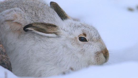 Mountain Hare, Cairngorms, Feb 2015