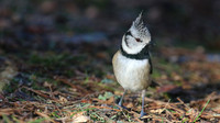 Crested Tit, Loch Garten, Feb 2015