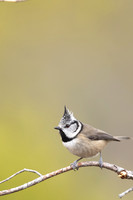 Crested Tit, Loch Morclich, February 2024