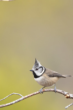 Crested Tit, Loch Morclich, February 2024