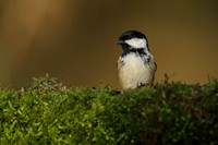 Coal Tit, Milbury Heath, December 2020.
