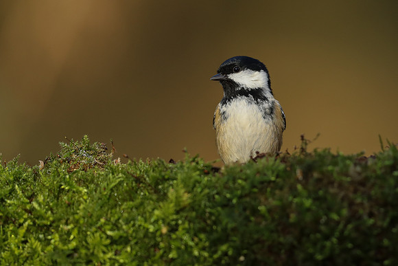 Coal Tit, Milbury Heath, December 2020.