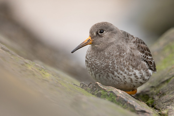 Purple Sandpiper, Portishead, Feb 2022