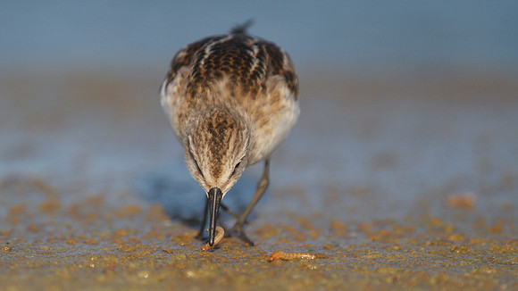 Little Stint, Cheddar Reservoir, September 2014