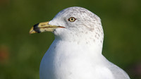 Ring-billed Gull, Gosport, December 2014