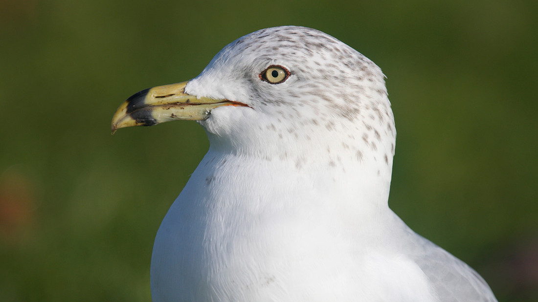 Ring-billed Gull, Gosport, December 2014