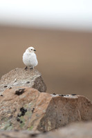 Snow Bunting, Raufarhofn, Iceland, June 2022