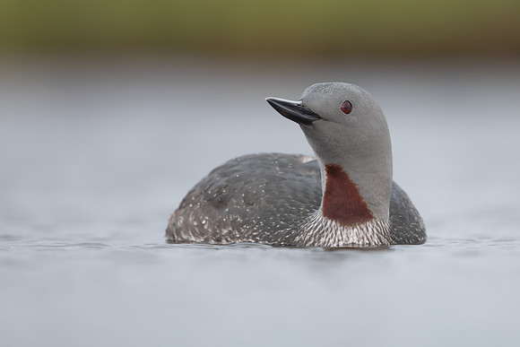 Red-throated Diver, Floi, Iceland, June 2022