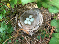 Linnet, OPS, April 2020