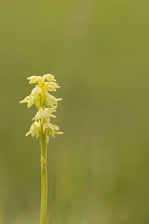 Musk Orchid, Cleeve common, June 2024