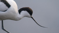 Avocet, Slimbridge, December 2014