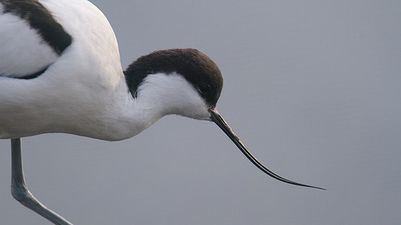 Avocet, Slimbridge, December 2014