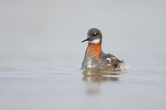 Red-necked Phalarope, River Laxa,  Iceland, June 2022
