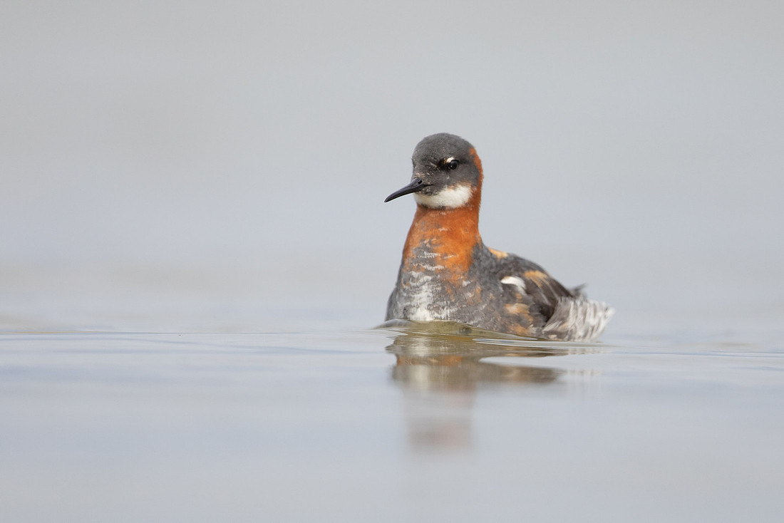 Red-necked Phalarope, River Laxa, Iceland, June 2022