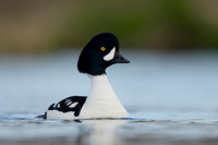 Barrows Goldeneye, River Laxa, Iceland, June 2022