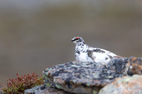 Ptarmigan, Mount Alias, Finland, June 2025