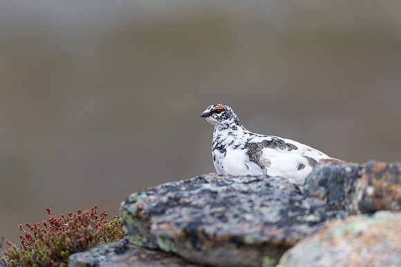 Ptarmigan, Mount Alias, Finland, June 2025