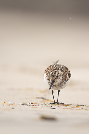 Sanderling, Raufarhofn, Iceland, June 2022