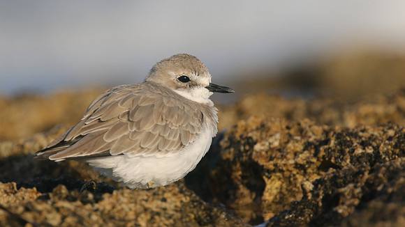 Greater Sand Plover, Paphos Headland, October 2016