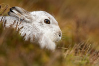 Mountain Hare, Findhorn Valley, February 2023