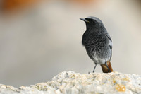 Black Redstart, Seaton, January 2020