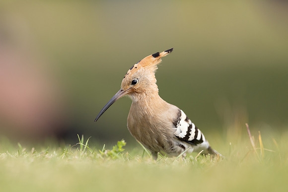Hoopoe, Swansea, October 2024