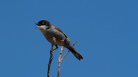 Sardinian Warbler Tomb of the Kings, Paphos 2014