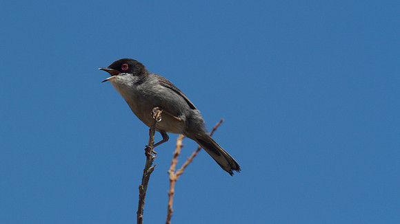 Sardinian Warbler Tomb of the Kings, Paphos 2014