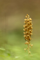 Bird's Nest Orchid, Gloucestershire, June 2024