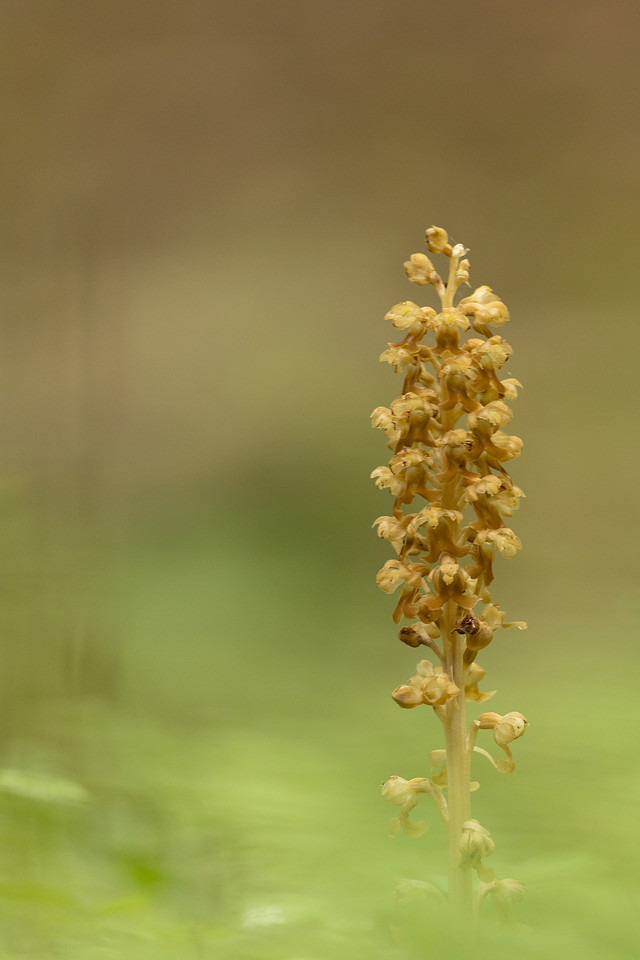 Bird's Nest Orchid, Gloucestershire, June 2024
