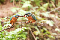 Kingfisher, Rockhampton, April 2024