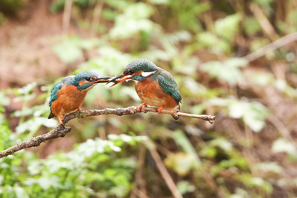 Kingfisher, Rockhampton, April 2024