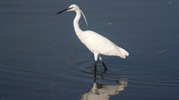 Little Egret, Oroklini Lake 2014