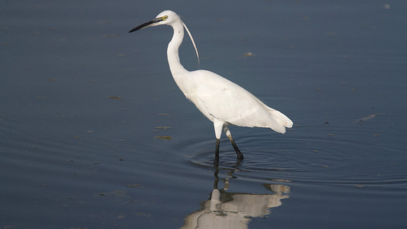 Little Egret, Oroklini Lake 2014