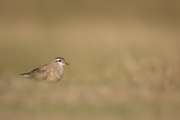 Dotterel, Cleeve Common, September 2022