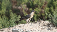 Great-spotted Cuckoo, Larnaca sewage works 2014
