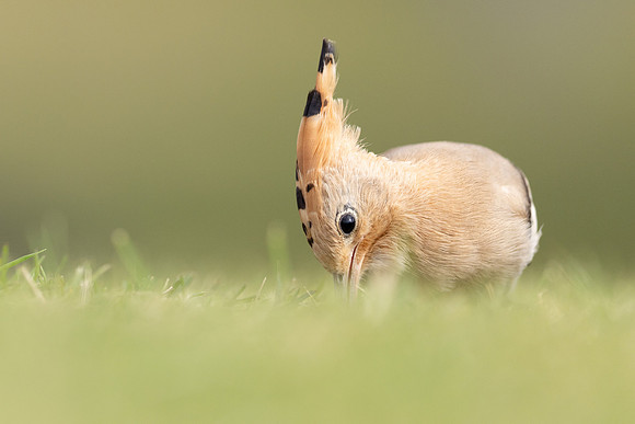 Hoopoe, Swansea, October 2024