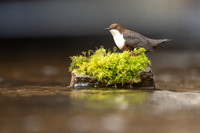 Dipper, Little Avon, February 2024