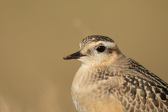 Dotterel, Cleeve Common, September 2022