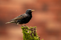 Starlings, Orioles and Myna's