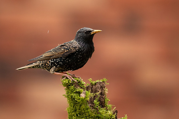 Starling, Thornbury, May 2021