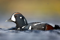 Harlequin Duck,  River Laxa, Iceland, May 2022